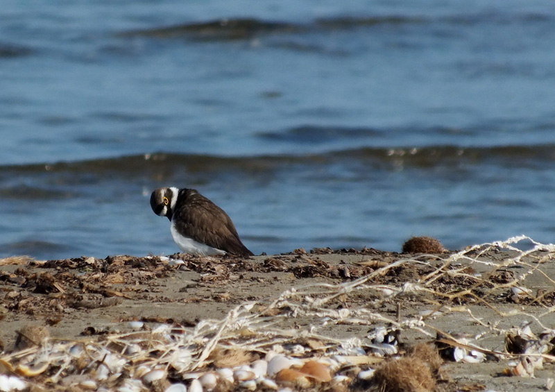 Corriere piccolo che si crede Fratino